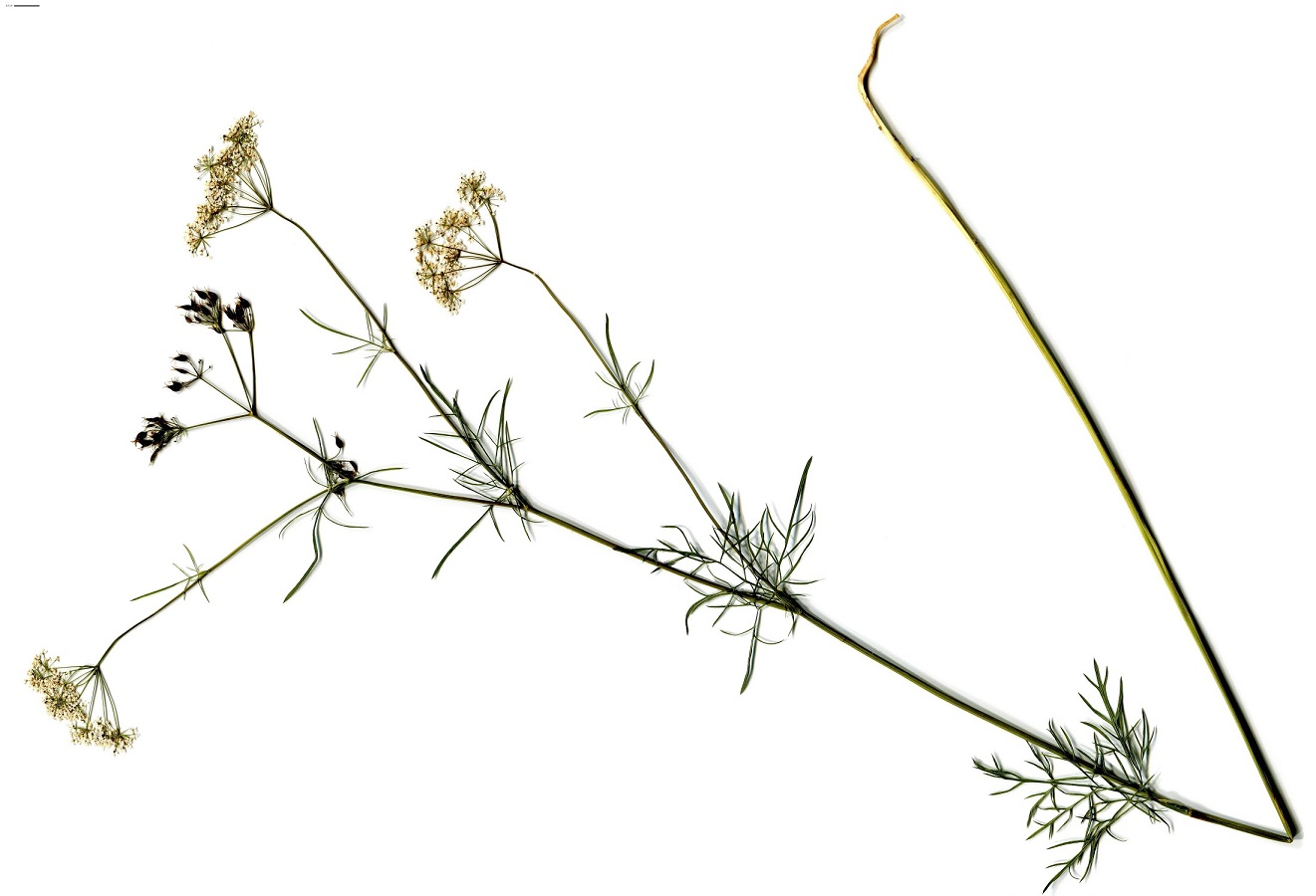 Conopodium majus subsp. majus (Apiaceae)
